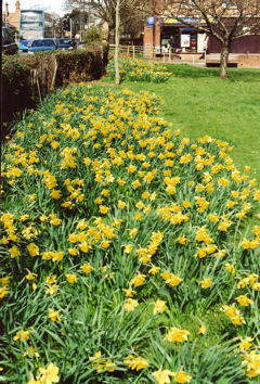 The Tuesday Group Millennium daffodils in flower outside the Anstey Way shops. Photo: Andrew Roberts, 25 March 2008.