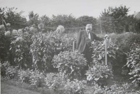 Eric King's father, Arthur King, with his dahlias. Source: Audrey King, copy photo by Howard Slatter, March 2017.