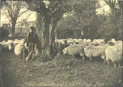 Shepherd and flock on Pemberton�s side of the Byron�s Pool stream, c. 1885, by L. Cobbett. The shepherd is understood to be Ellis Matthews. Photograph reproduced in Trumpington in Old Picture Postcards, 60. Source: Cambridgeshire Collection.