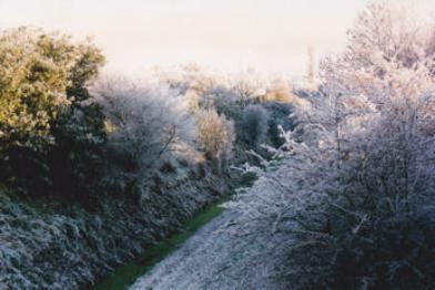 The former railway cutting in hoar frost, looking east from Shelford Road bridge, 1995.