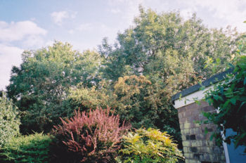 Looking over the railway cutting from the garden of 7 Cranleigh Close, summer 2006.