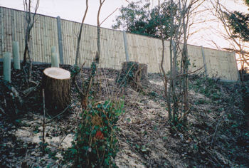 The final phase of tree clearance in the railway cutting, early 2011.