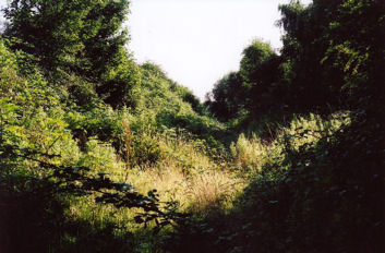 The old railway cutting to the east of Shelford Road, before work starts on the Guided Busway. Heavily overgrown with brambles, shrubs and trees, 40 years after the line closed. Photo: Andrew Roberts, August 2007.