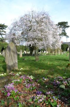 The Trumpington Churchyard Extension with tree in blossom and spring flowers, Shelford Road. Photo: Andrew Roberts, 14 March 2017.