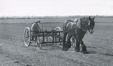 Reg Cornwell drilling sugar beet on Clay Farm, 1940. Photograph from Rachel Tarry, Trumpington Past & Present, p. 25.