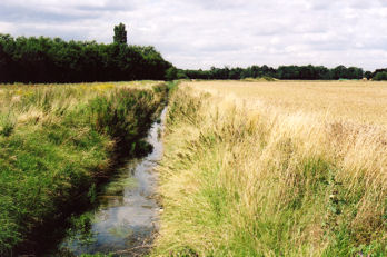 Hobson’s Brook, looking north near the track from the allotments to Addenbrooke’s Hospital and Nine Wells, Clay Farm, Trumpington. Photo: Andrew Roberts, August 2007.