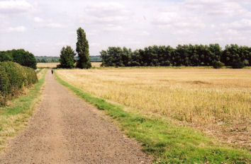 Looking to the east along the track from Paget Close to Addenbrooke’s Hospital, at the rear of Paget Close, with the shelter belt and the old railway route in distance. Photo: Andrew Roberts, August 2007.