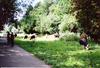 Cows and cyclists on the path through Coe Fen, the other side of Vicar’s Brook from Chaucer Road, July 2008