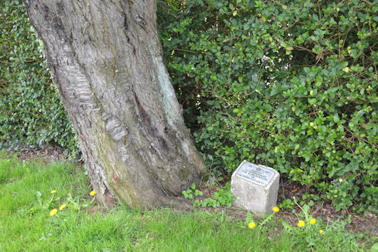 The plaque and adjacent tree planted to commemorate the Coronation in 1953, on the west side of the road at the boundary of Shelford Road and Cambridge Road. Photo: Andrew Roberts, 2 April 2017.