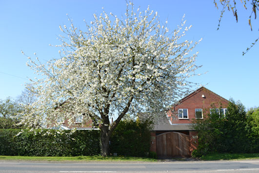 The 1953 'Coronation' tree on the west side of Shelford Road/Cambridge Road. Photo: Andrew Roberts, 9 April 2017.