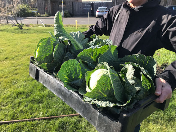 Cabbages from the Clay Farm Community Garden for the Trumpington Food Hub. Photo: Carol Wright, 1 April 2022.