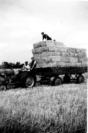 Ron Goodliffe driving an Allis-Chalmers Model B, 1952. Photo: Goodliffe family.