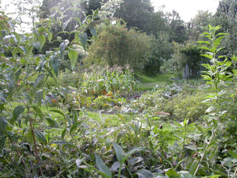 The Empty Common allotments to the west of Hobson’s Brook. Photo: Howard Slatter, October 2010.