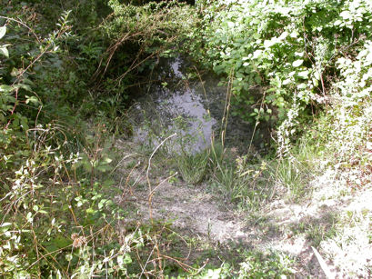 One of the chalk springs at Nine Wells Local Nature Reserve. Photo: Howard Slatter, October 2010.