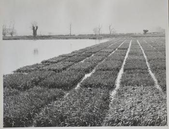 Flooded fields, Plant Breeding Institute, May 1978. Source: Plant Breeding Institute, negative number 12808, Michael Hendy.