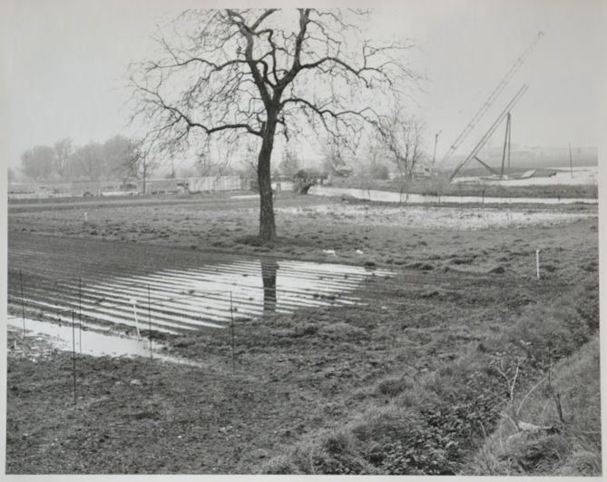 Flooded fields, with the M11 river bridge being constructed, Plant Breeding Institute, May 1978. Source: Plant Breeding Institute, negative number 12804, Michael Hendy.