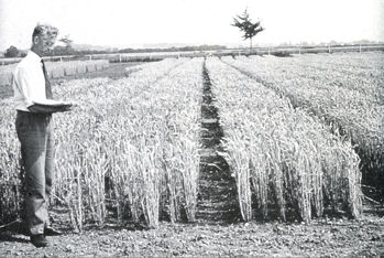 Dr Francis Lupton with semi-dwarf wheats, Plant Breeding Institute, Trumpington. Source: Plant Breeding Institute.