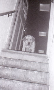 Florence Jones’s dog in the Red Lion in the 1970s.