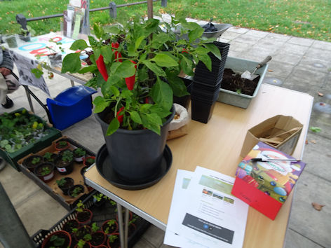 Diversity and Sustainability day at Trumpington Food Hub, with samples of plants. Photo: Andrew Roberts, 29 October 2021.