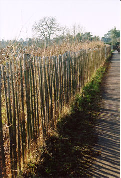 Looking along the new hedgerow, fence and path between the allotments and Foster Road towards the route to Shelford Road. Photo: Andrew Roberts, February 2008.