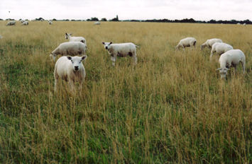 Sheep grazing near Sawston, close to the line of the Stump Cross Turnpike. Photo: Andrew Roberts, August 2008.