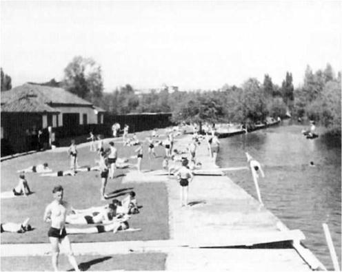 Swimming in the River Cam, Sheep’s Green, Cambridge. Cambridgeshire Collection, Cambridge Central Library.