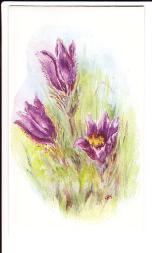 Flower painting by Mary Smith, pasque flower.