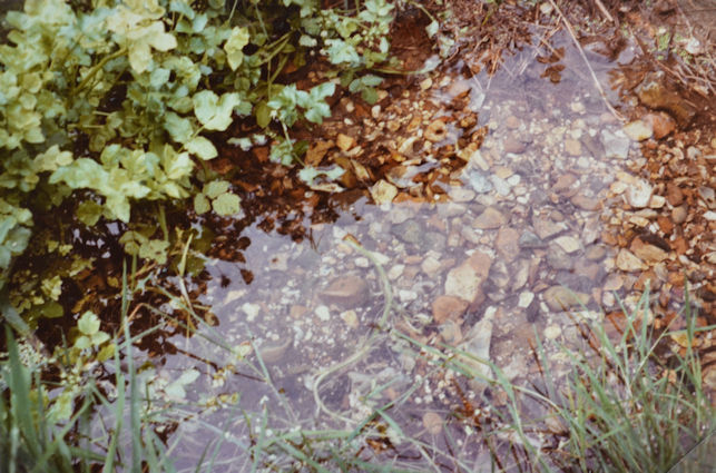 7: The clear shallow water reveals the gravelly base of the stream, where caddis larvae and freshwater shrimps can be found. Fool's water-cress grows in the water. Pam Stacey, 3 September 1984.