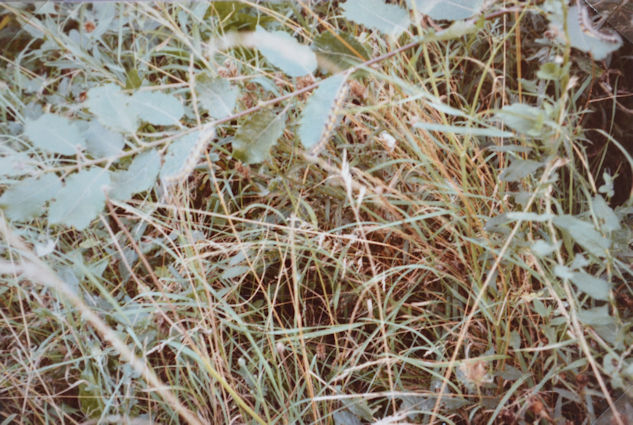 15: Buff-tip caterpillars were found on a goat willow. Pam Stacey, 3 September 1984.