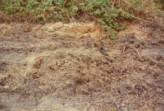 38: Another part of the dumped soil which has remained clear. Pam Stacey, 8 December 1984.