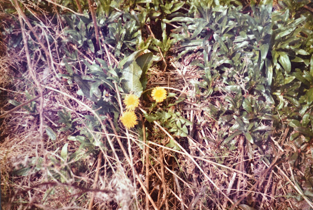 53: Dandelion and great willowherb. Pam Stacey, 28 April 1985.