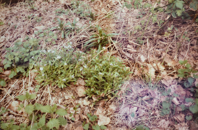 54: Water forget-me-not and nettle emerging from last year's leaf litter. Pam Stacey, 28 April 1985.