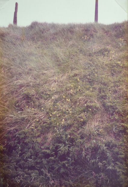61: Cowslips and cow parsley on a grassy bank at the meadow end. Pam Stacey, 28 April 1985.