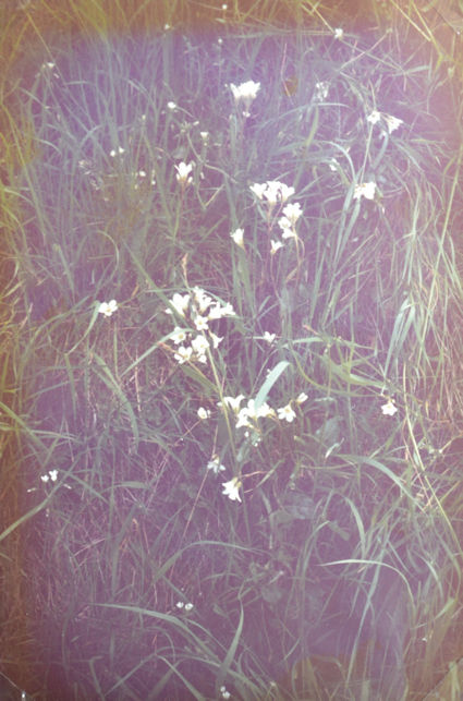 72: Meadow saxifrage on a grassy bank. Pam Stacey, 28 May 1985.