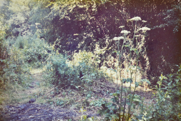 84: Most of the wooded wet end is covered by tall plants such as hogweed but a burning site has exposed some soil. Pam Stacey, 13 July 1985.