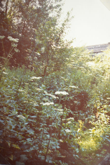 85: Hauxton Road bridge can just be seen above the tall hogweed and common nettles. Pam Stacey, 13 July 1985.