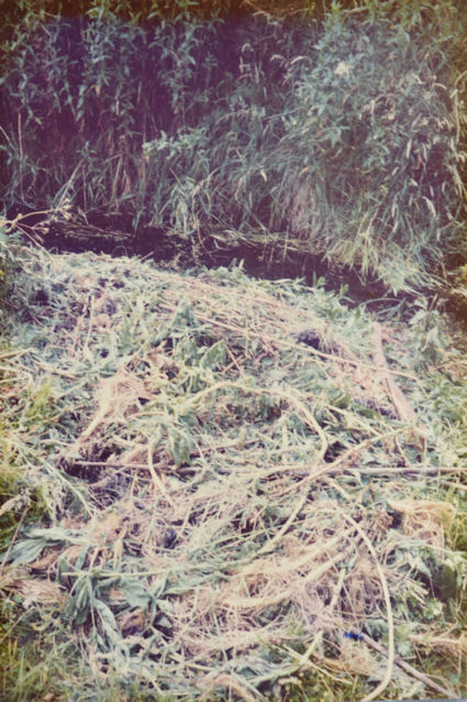 86: The great willowherb beside the stream has been uprooted to give better access to the water life. Pam Stacey, 13 July 1985.