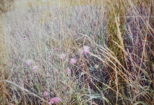 98: Hedge and meadow brown butterflies on the field scabious. The flowering grass heads are dying down giving the bank a brown appearance. Pam Stacey, 21 August 1985.