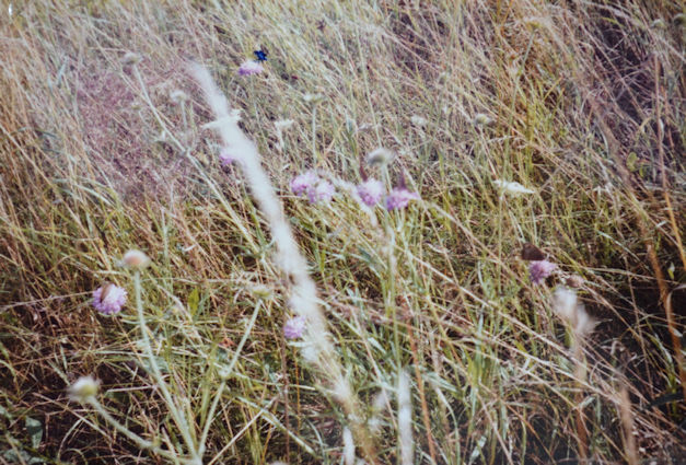 99: Hedge and meadow brown butterflies on the field scabious. The flowering grass heads are dying down giving the bank a brown appearance. Pam Stacey, 21 August 1985.