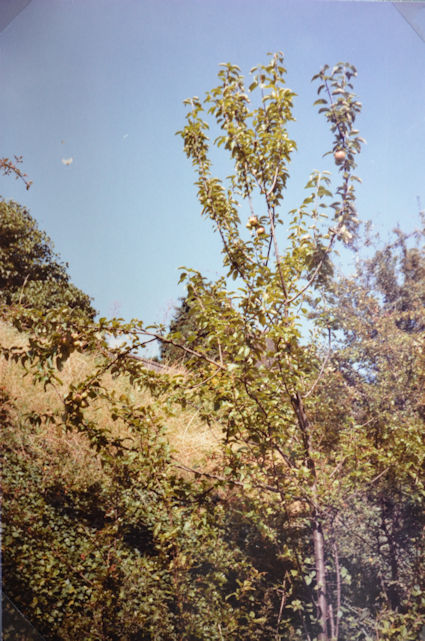 101: An apple tree on the bank near the stream. Pam Stacey, 21 August 1985.