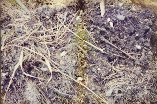 103: Grass seedlings are growing among the dead reed leaves. Pam Stacey, 21 August 1985.