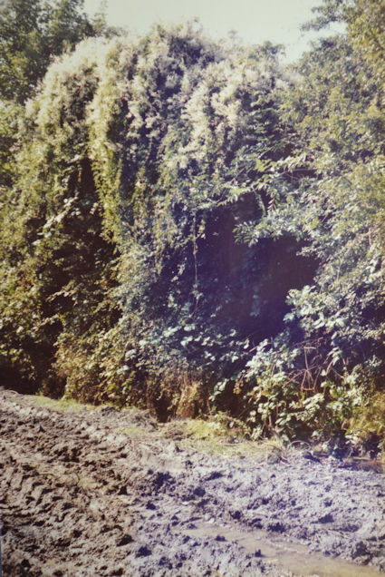 105: Water has collected in the wheel tracks of the wet wooded area. Pam Stacey, 21 August 1985.