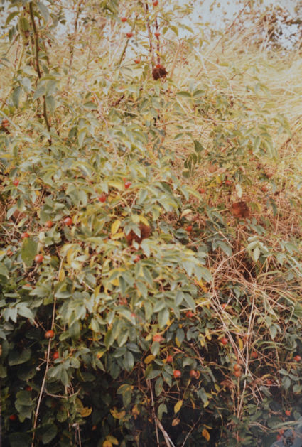 117: A dog rose with brightly coloured haws and a collection of 'pincushions'. Pam Stacey, 22 September 1985.
