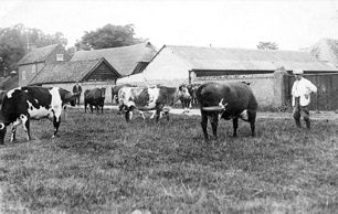 Manor Farm, Trumpington, 1930s. Photo: Rachel Tarry, Trumpington Past & Present, p. 33.