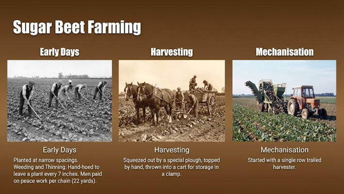 Figure 3: Sugar beet farming.