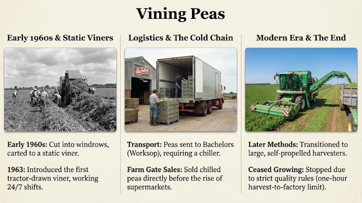 Figure 5: Vining peas.