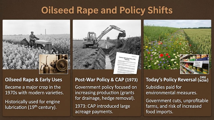 Figure 6: Oilseed rape and policy shifts.