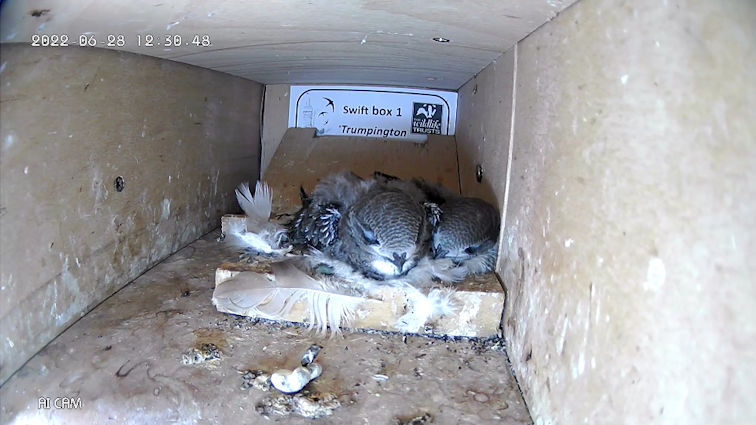 Web cam view of the swift box. Wildlife Trust BCN, 28 June 2022.