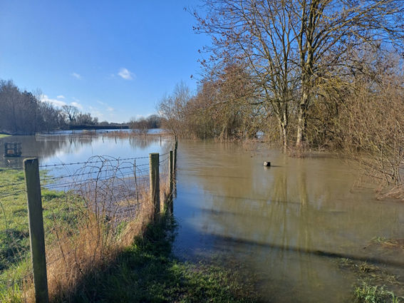 Flooded meadow in the southern part of the Nature Reserve. Wildlife Trust BCN.