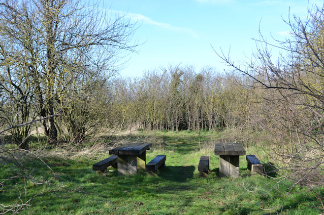 The copse marking the former location of the Shepherd’s cottage. Photo: Andrew Roberts, 24 February 2024.